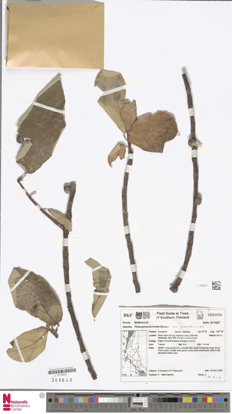 Ficus grossularioides var. grossularioides photo 7