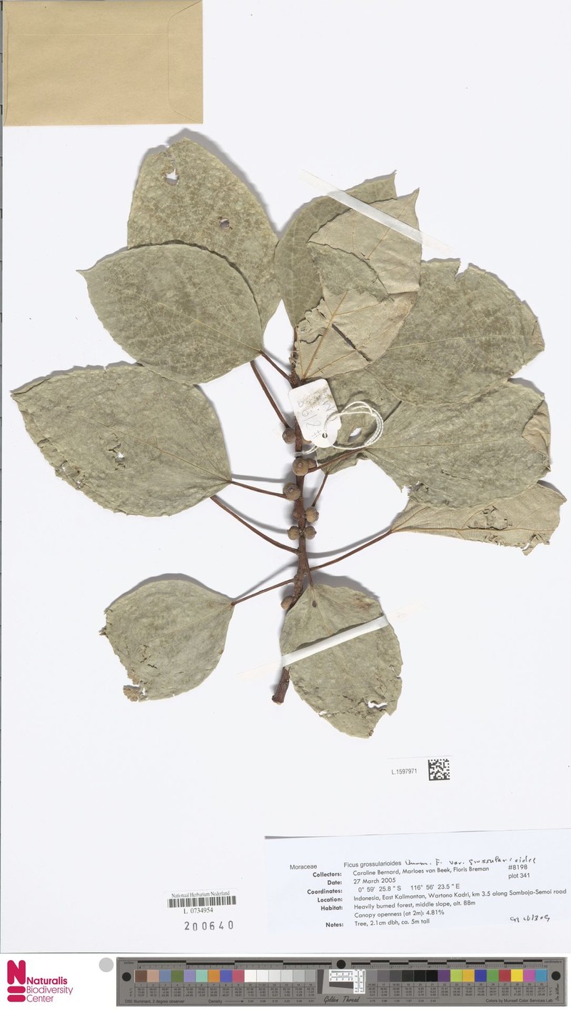 Ficus grossularioides var. grossularioides photo 8