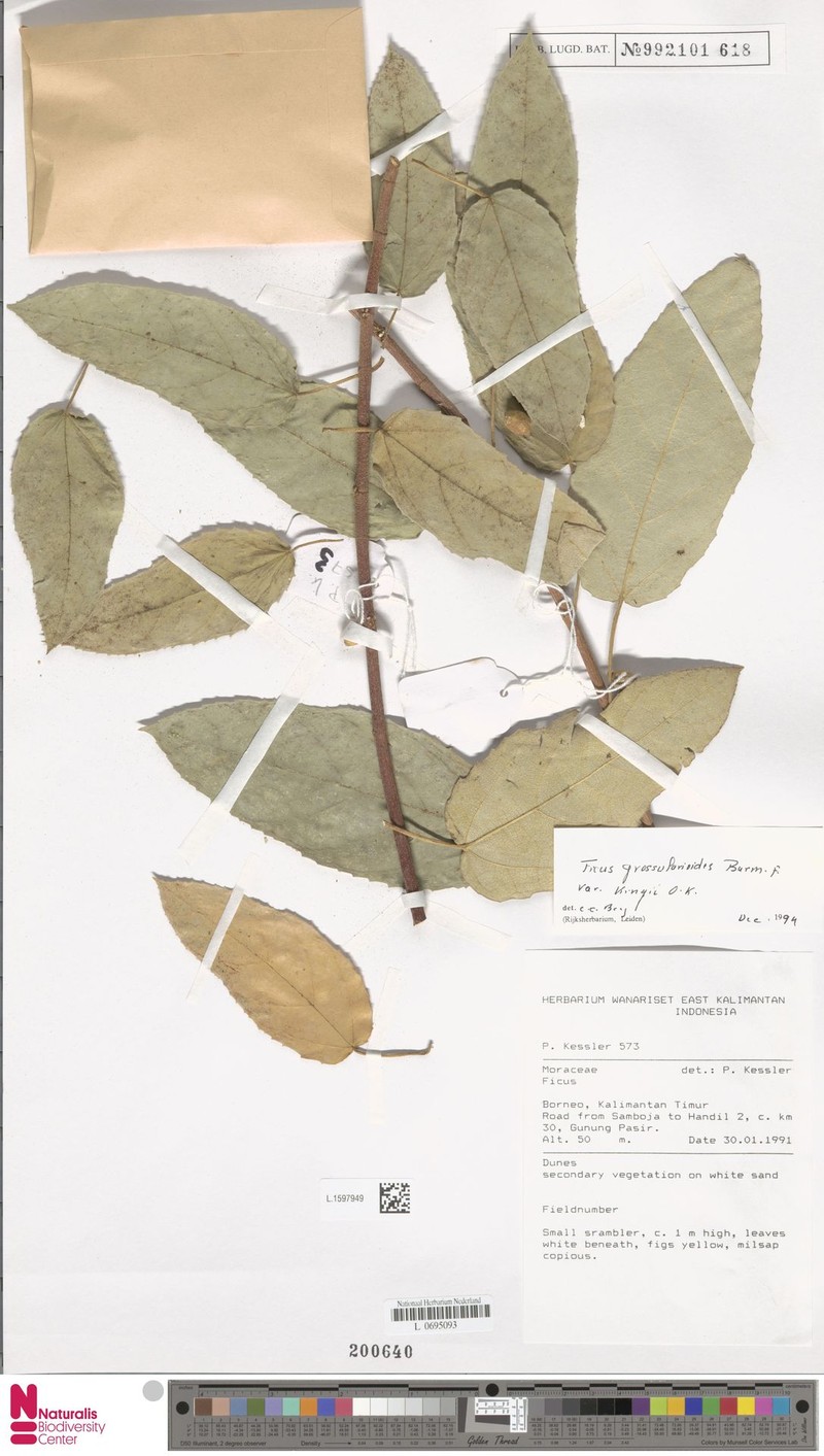 Ficus grossularioides var. kingii