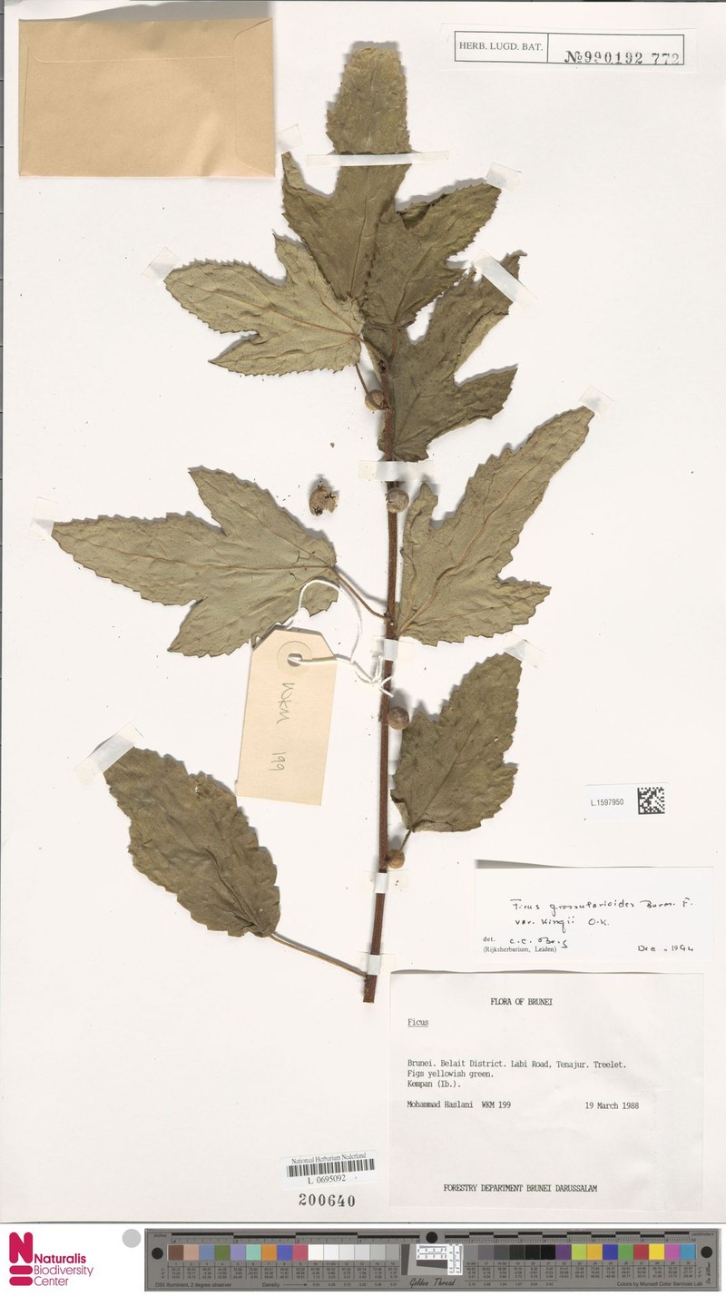 Ficus grossularioides var. kingii photo 2