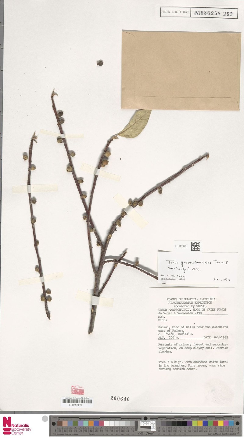 Ficus grossularioides var. kingii photo 3
