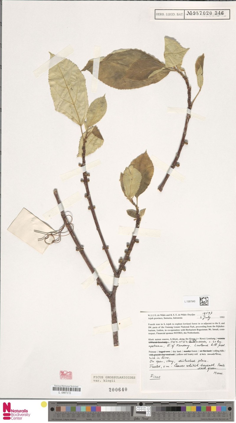 Ficus grossularioides var. kingii photo 4