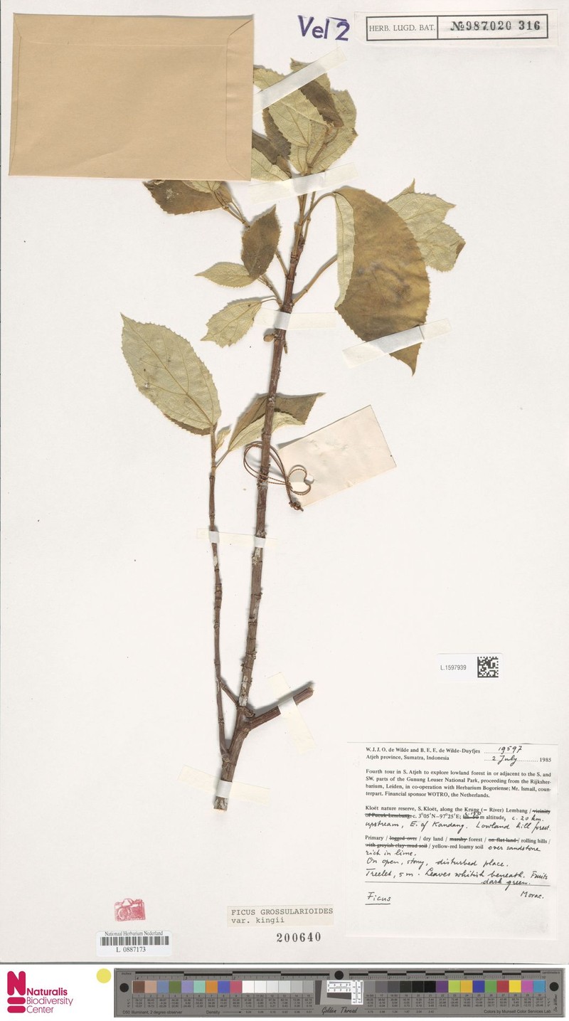 Ficus grossularioides var. kingii photo 5