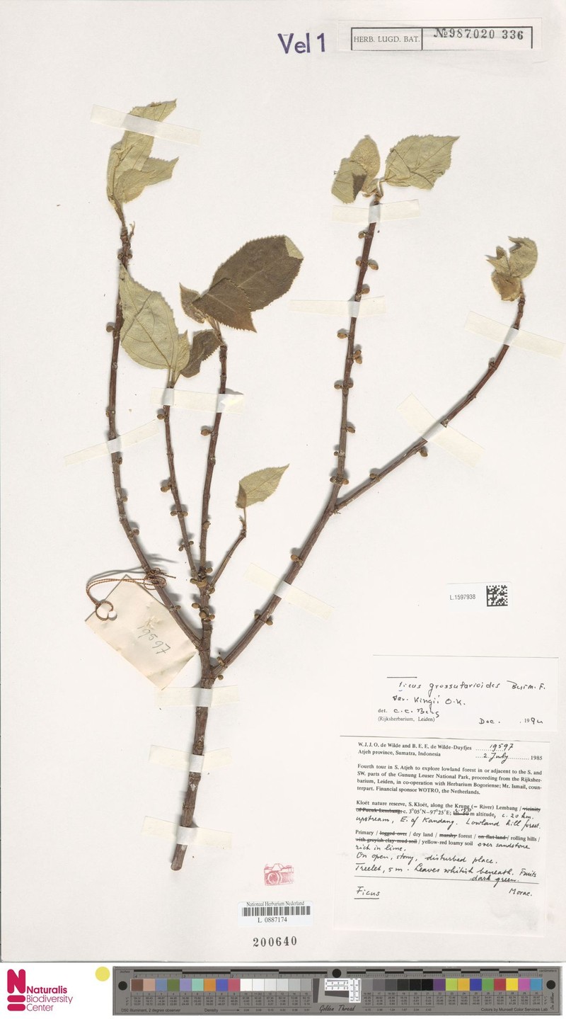 Ficus grossularioides var. kingii photo 7