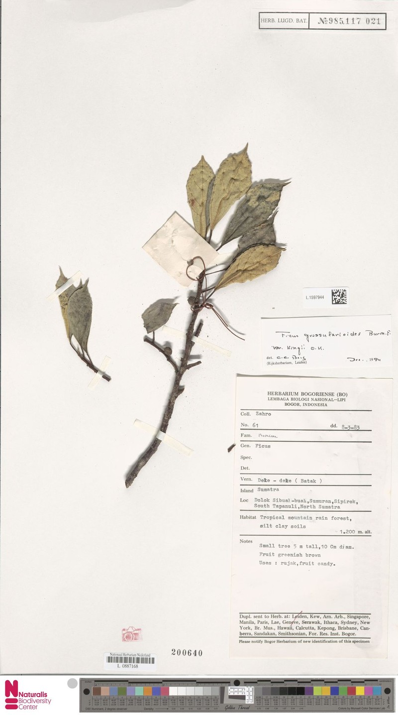 Ficus grossularioides var. kingii photo 8