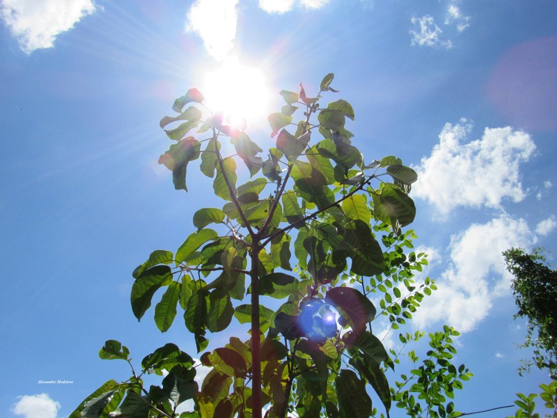Ficus guaranitica