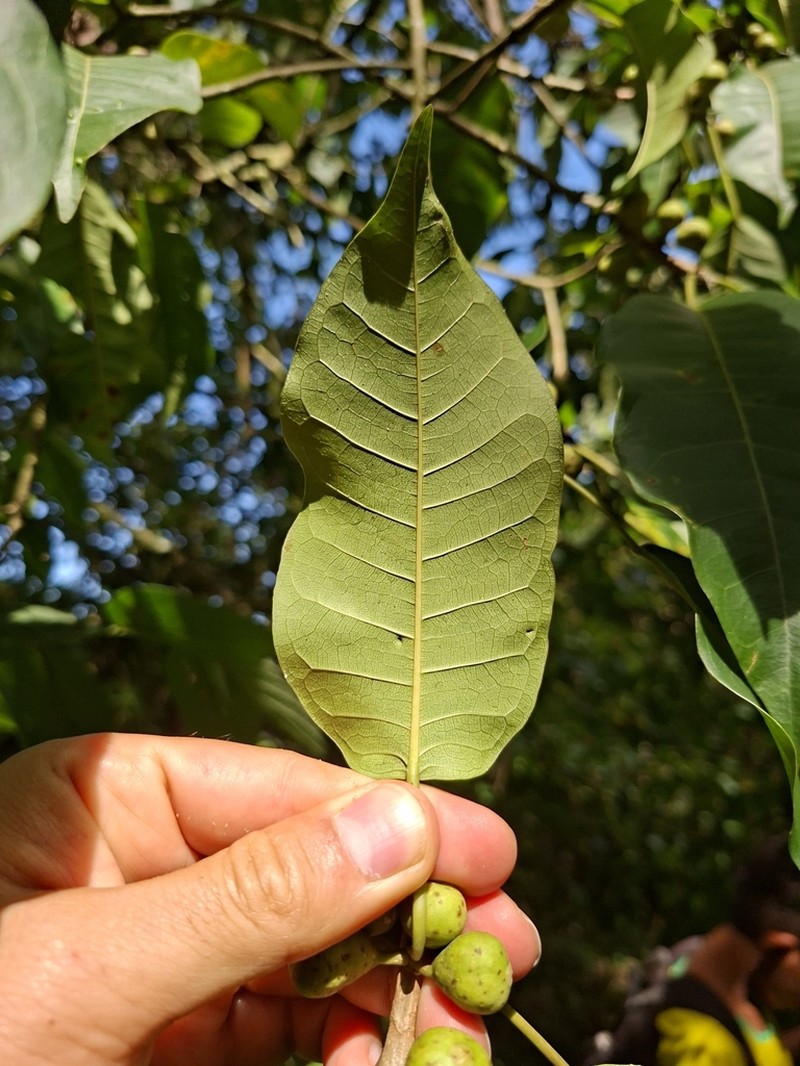 Ficus guaranitica photo 2