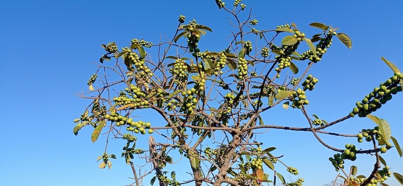 Ficus guaranitica photo 3