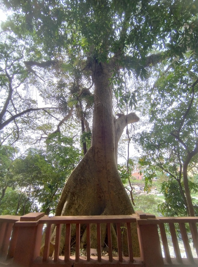 Ficus guaranitica photo 4