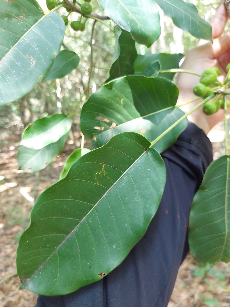 Ficus guaranitica photo 5