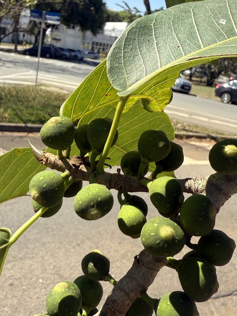 Ficus guaranitica photo 6