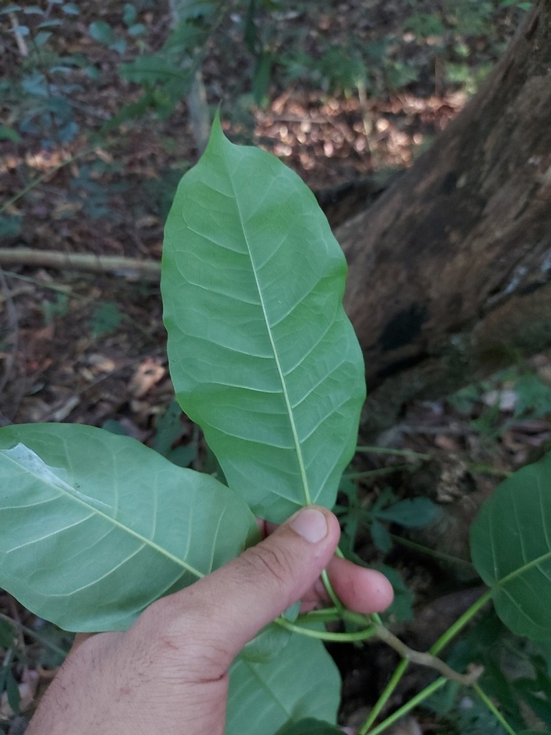 Ficus guaranitica photo 7