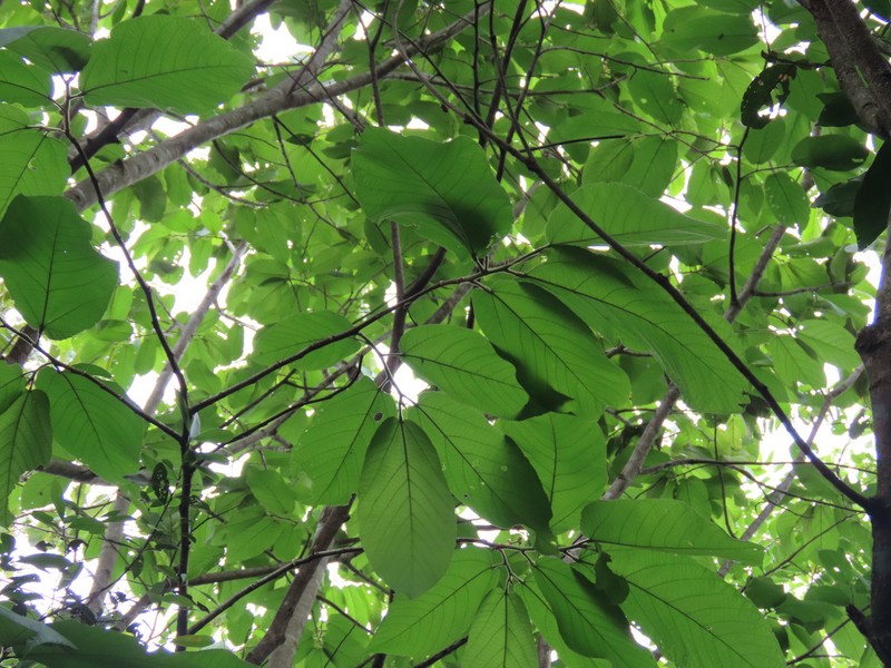 Ficus guaranitica photo 8