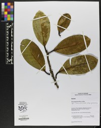Ficus guianensis