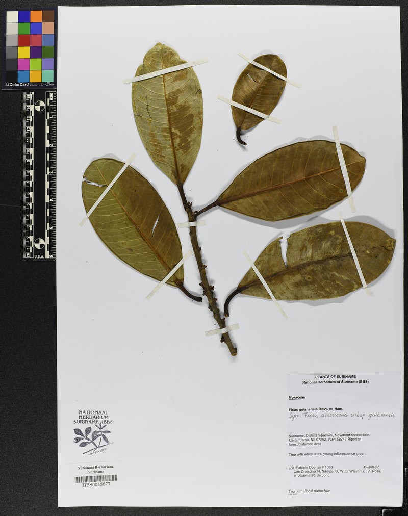 Ficus guianensis