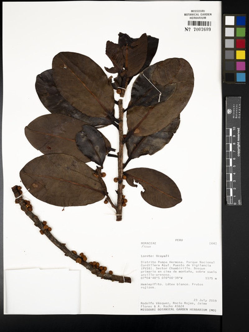 Ficus guianensis photo 2