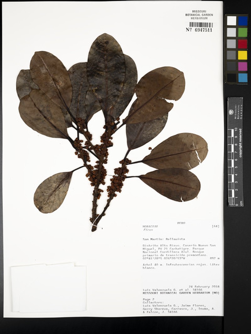 Ficus guianensis photo 3