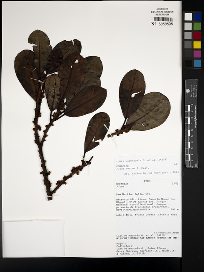 Ficus guianensis photo 4
