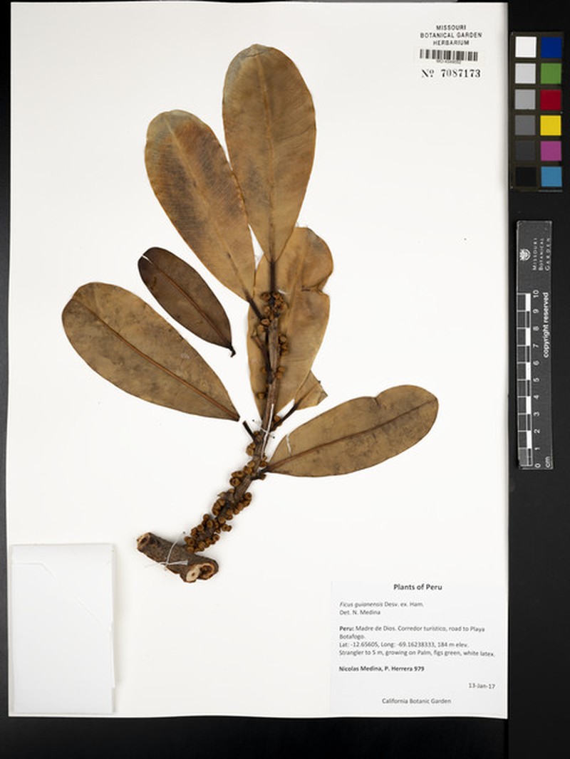 Ficus guianensis photo 5