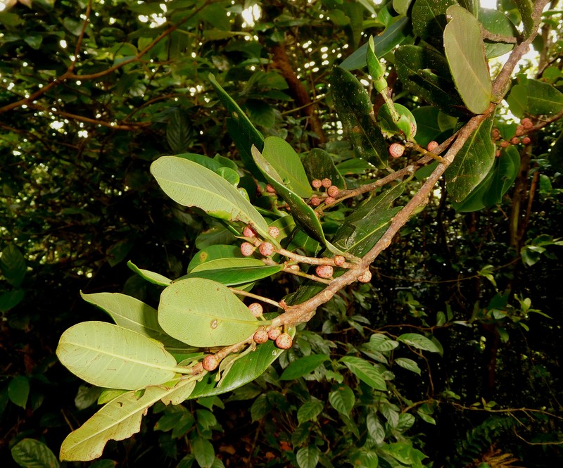 Ficus guianensis photo 6