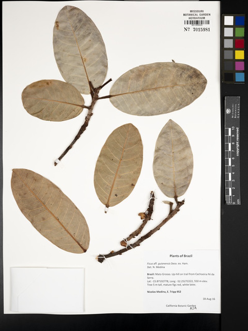 Ficus guianensis photo 7