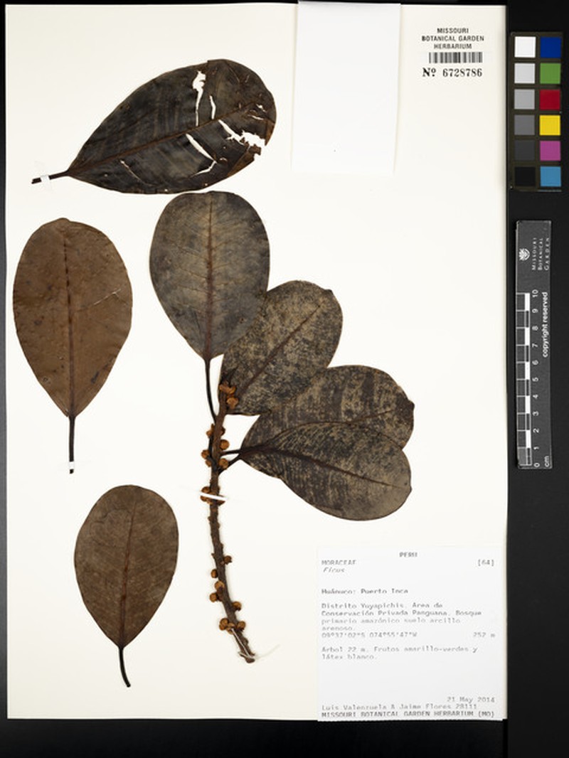 Ficus guianensis photo 8