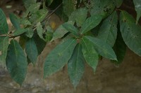 Ficus gul