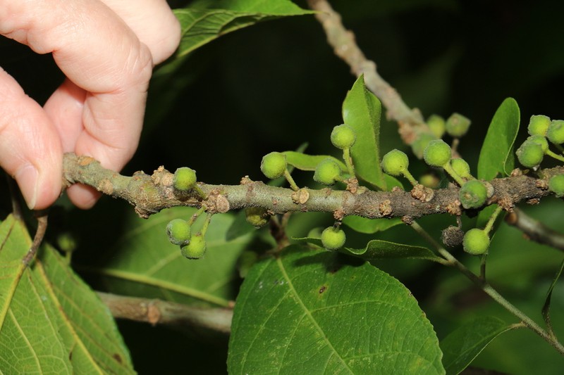 Ficus gul photo 2