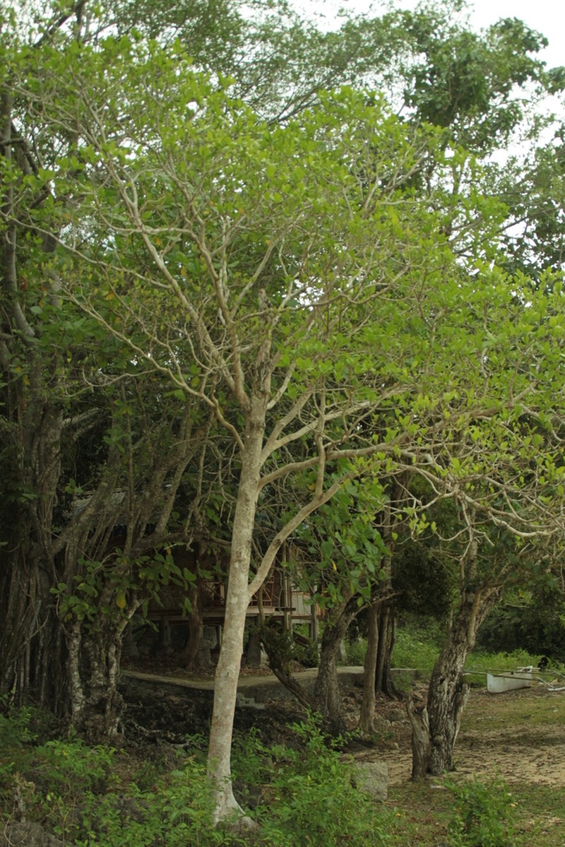 Ficus gul photo 3