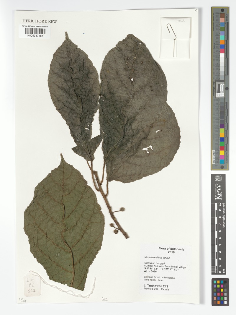 Ficus gul photo 6