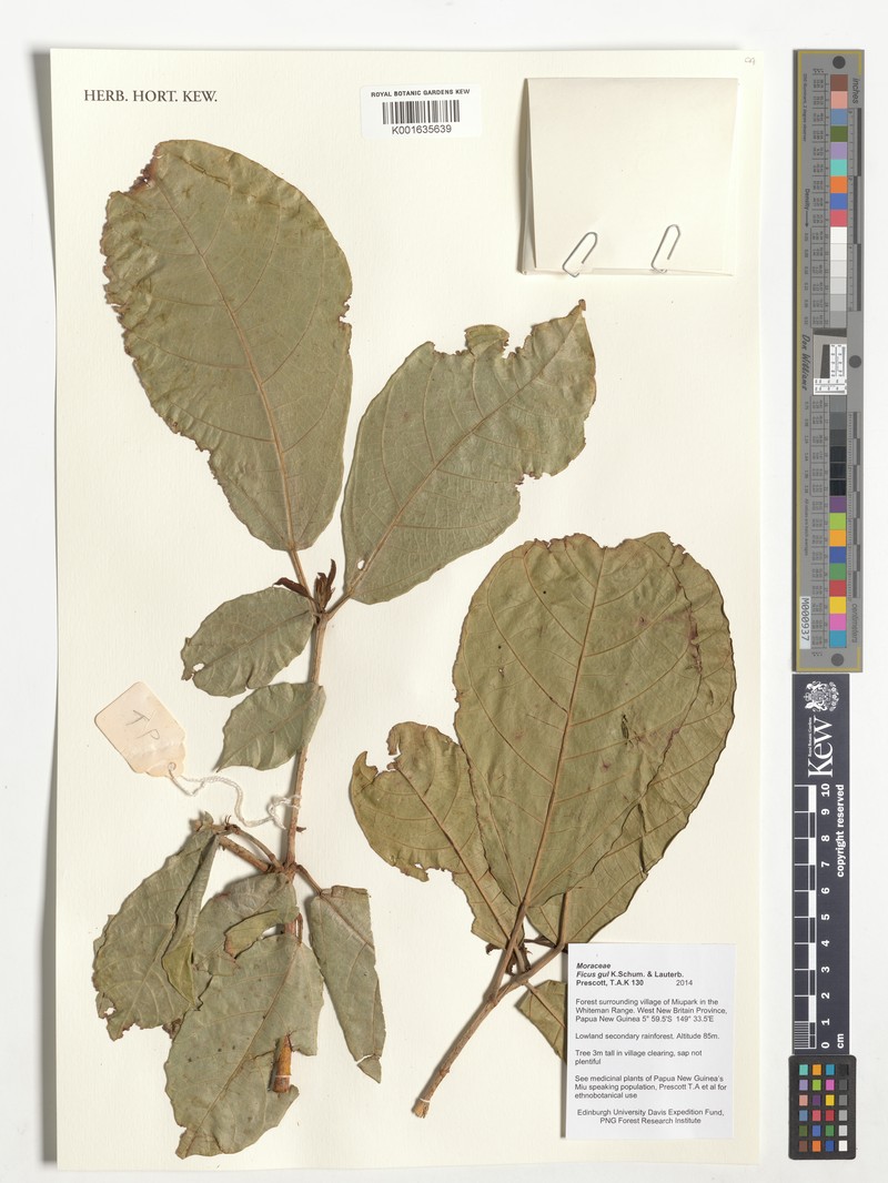 Ficus gul photo 7