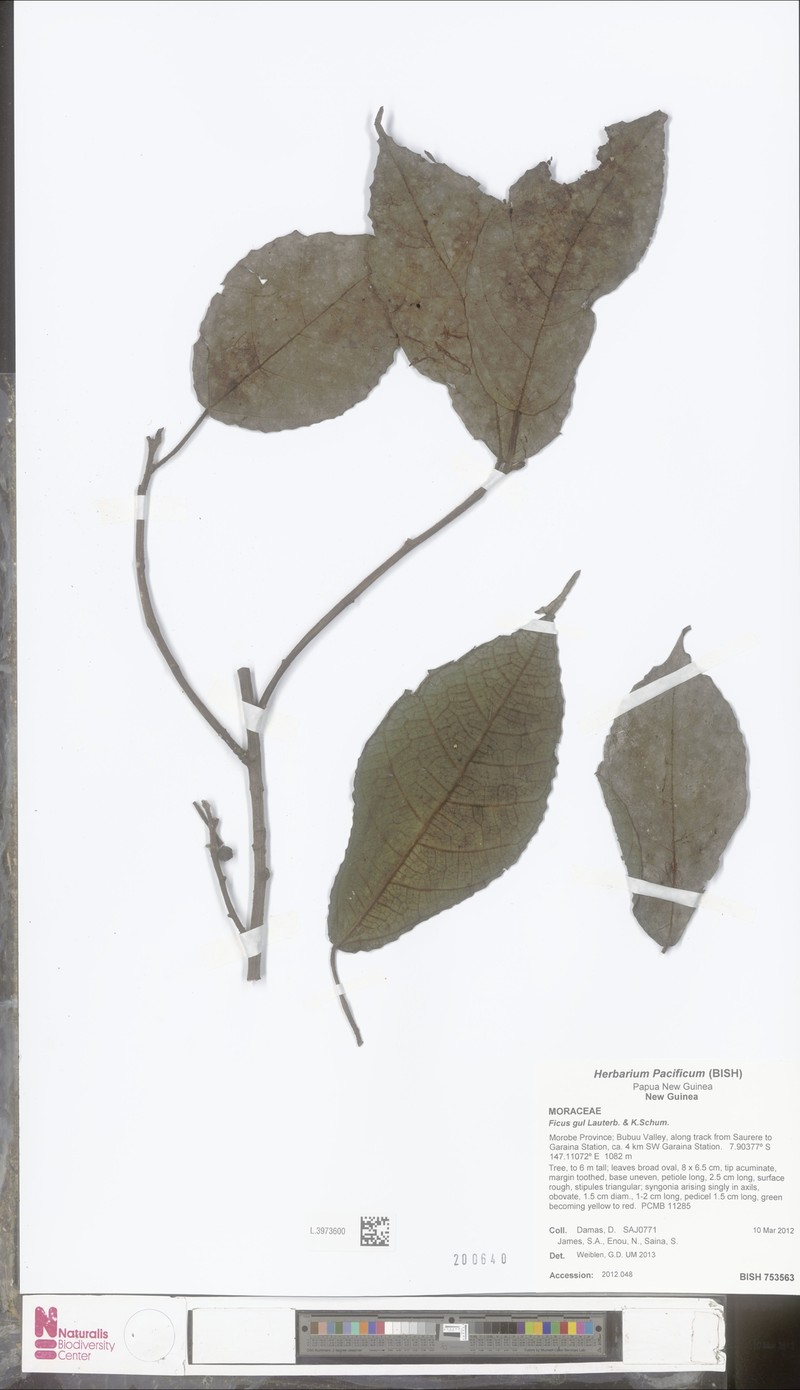 Ficus gul photo 8