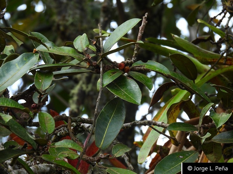 Ficus guntheri