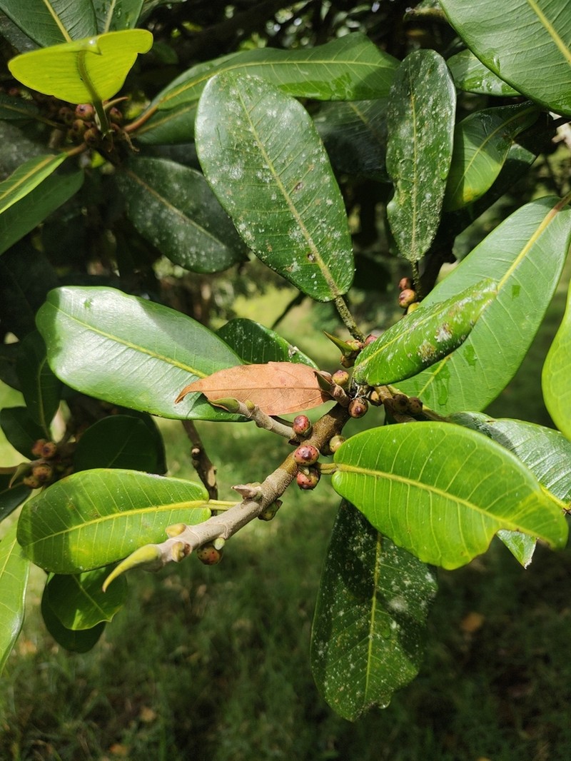 Ficus guntheri photo 2