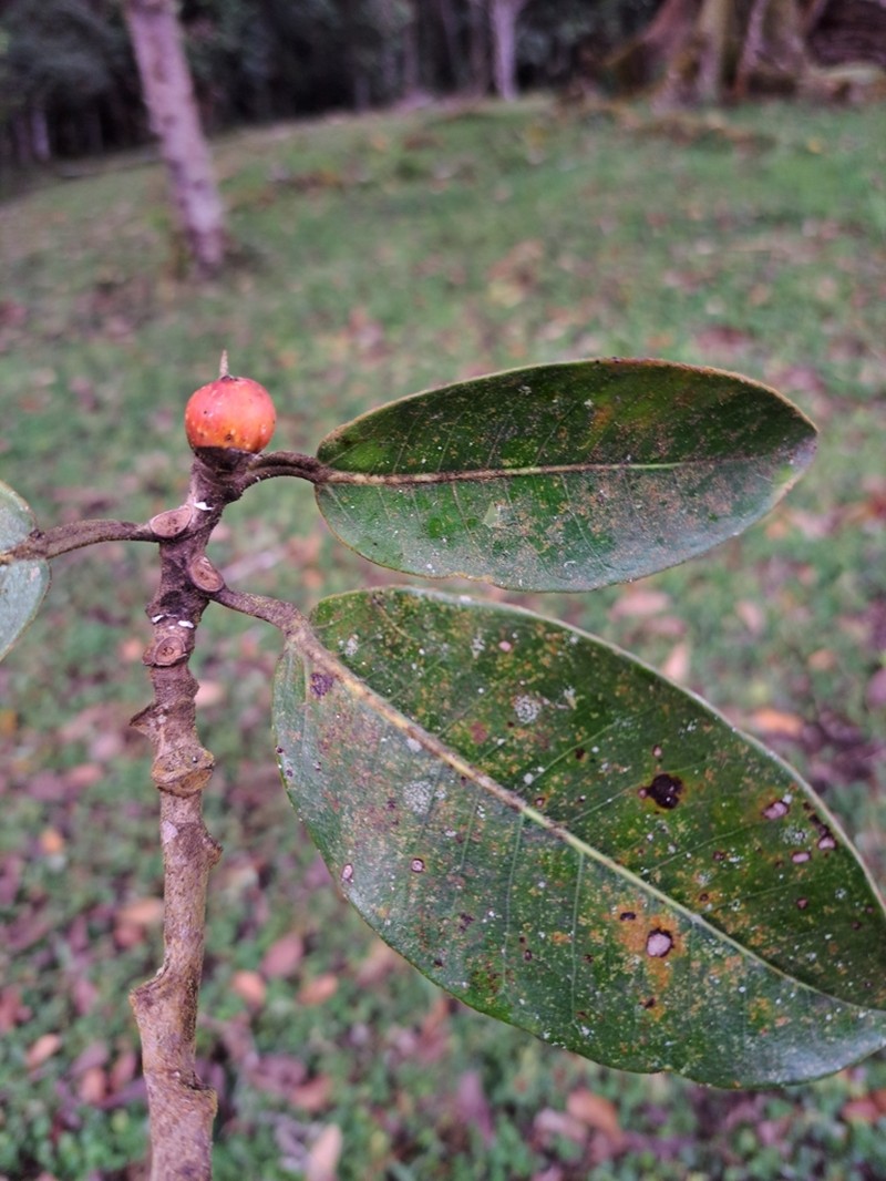 Ficus guntheri photo 3