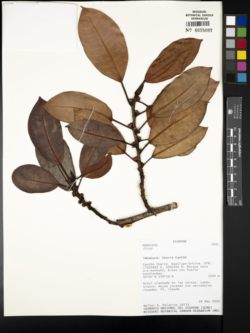 Ficus guntheri photo 5