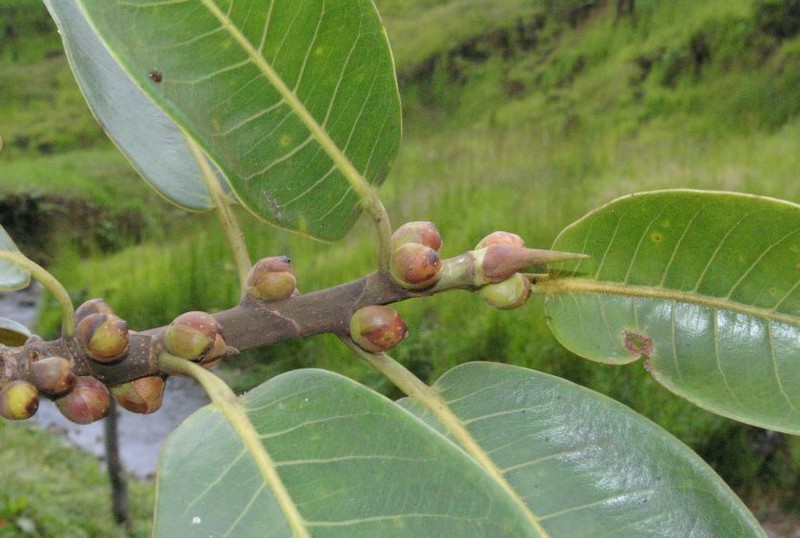 Ficus guntheri photo 6