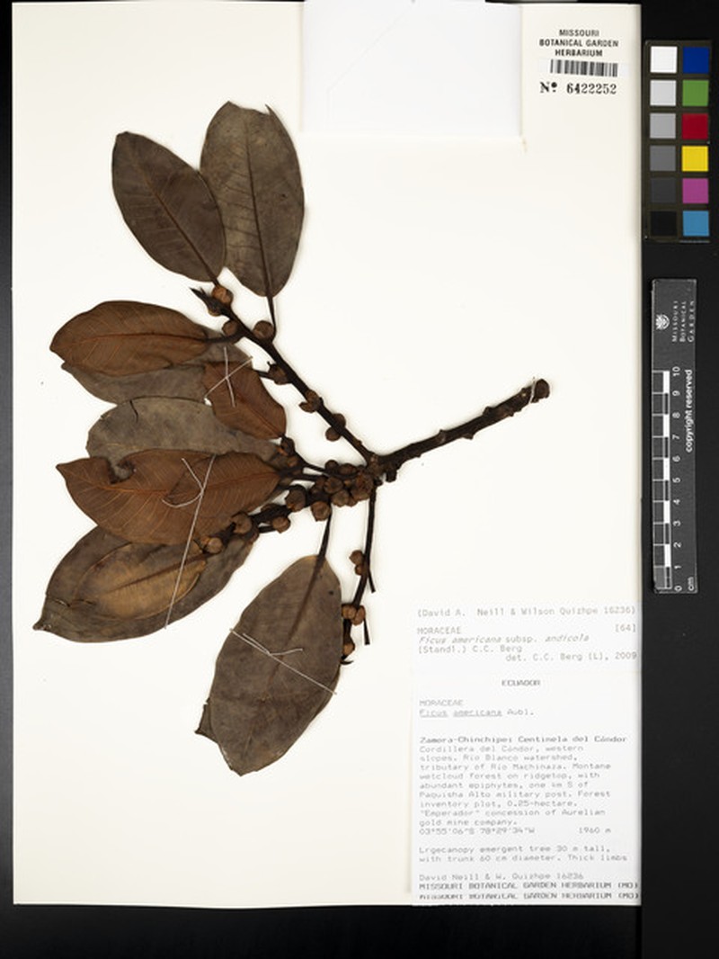 Ficus guntheri photo 7