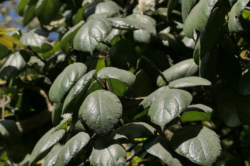 Ficus guttata