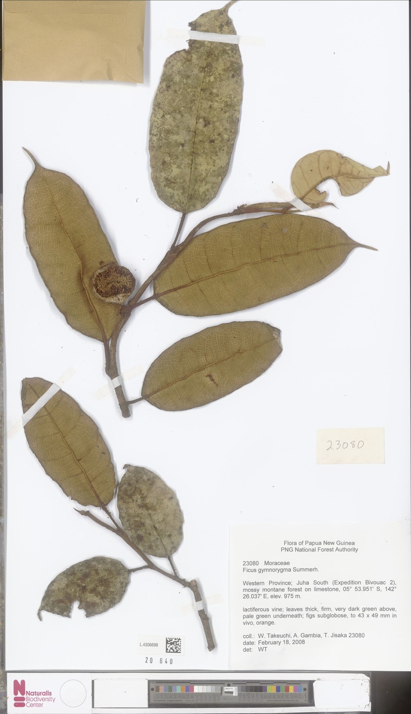 Ficus gymnorygma