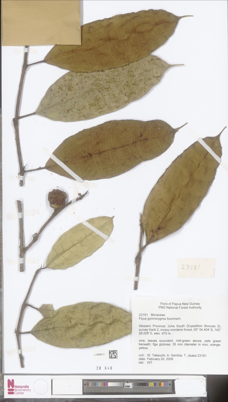 Ficus gymnorygma photo 2