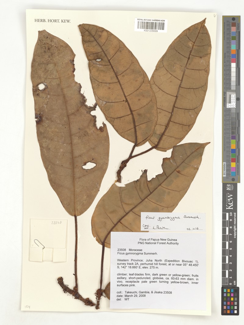 Ficus gymnorygma photo 3
