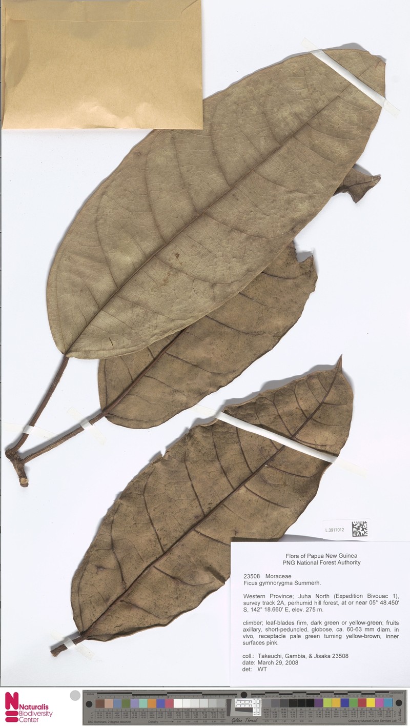 Ficus gymnorygma photo 4