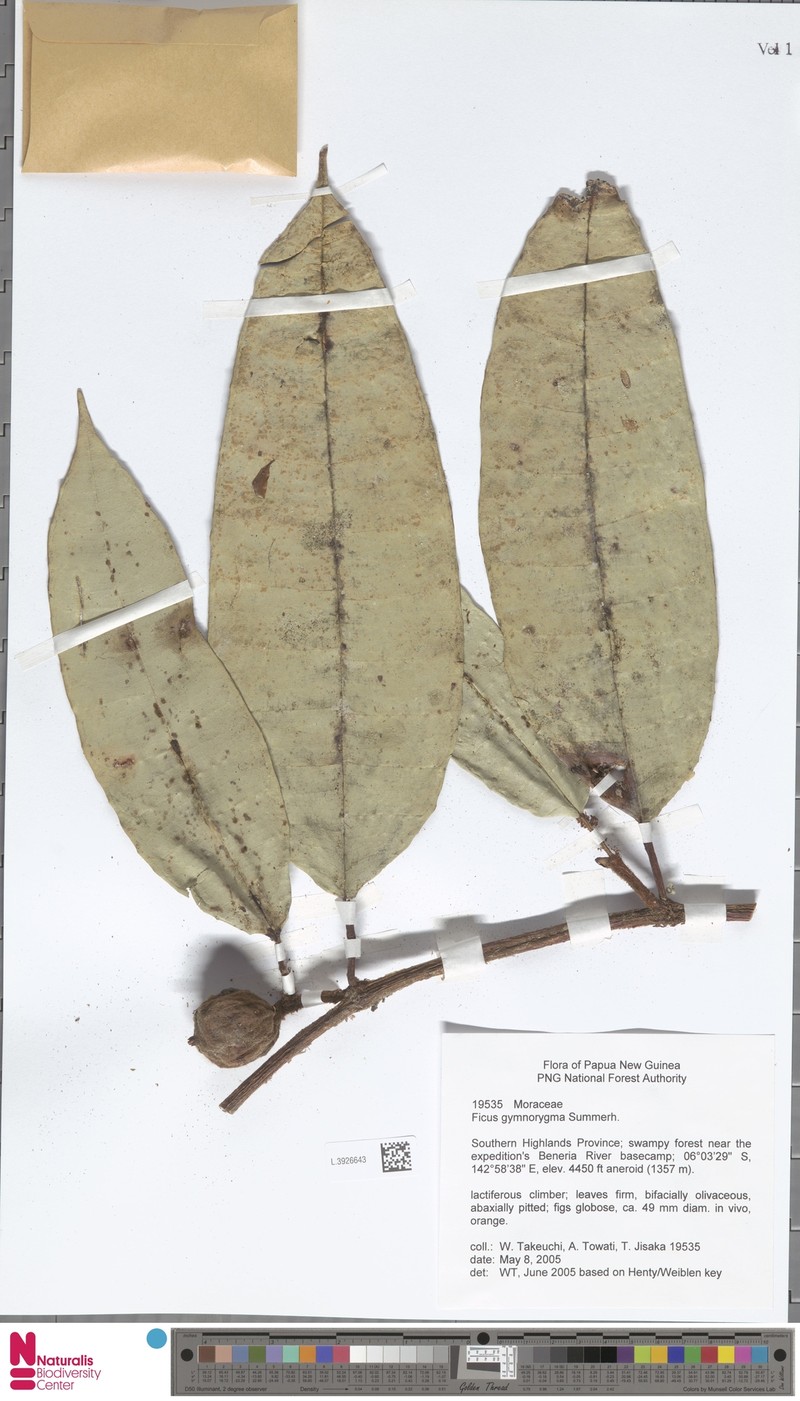 Ficus gymnorygma photo 5