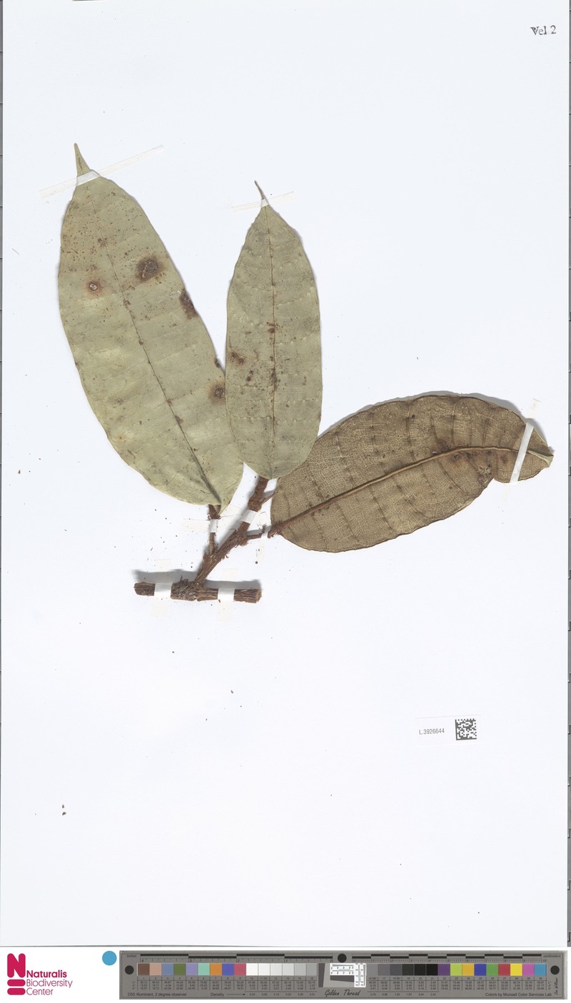 Ficus gymnorygma photo 6