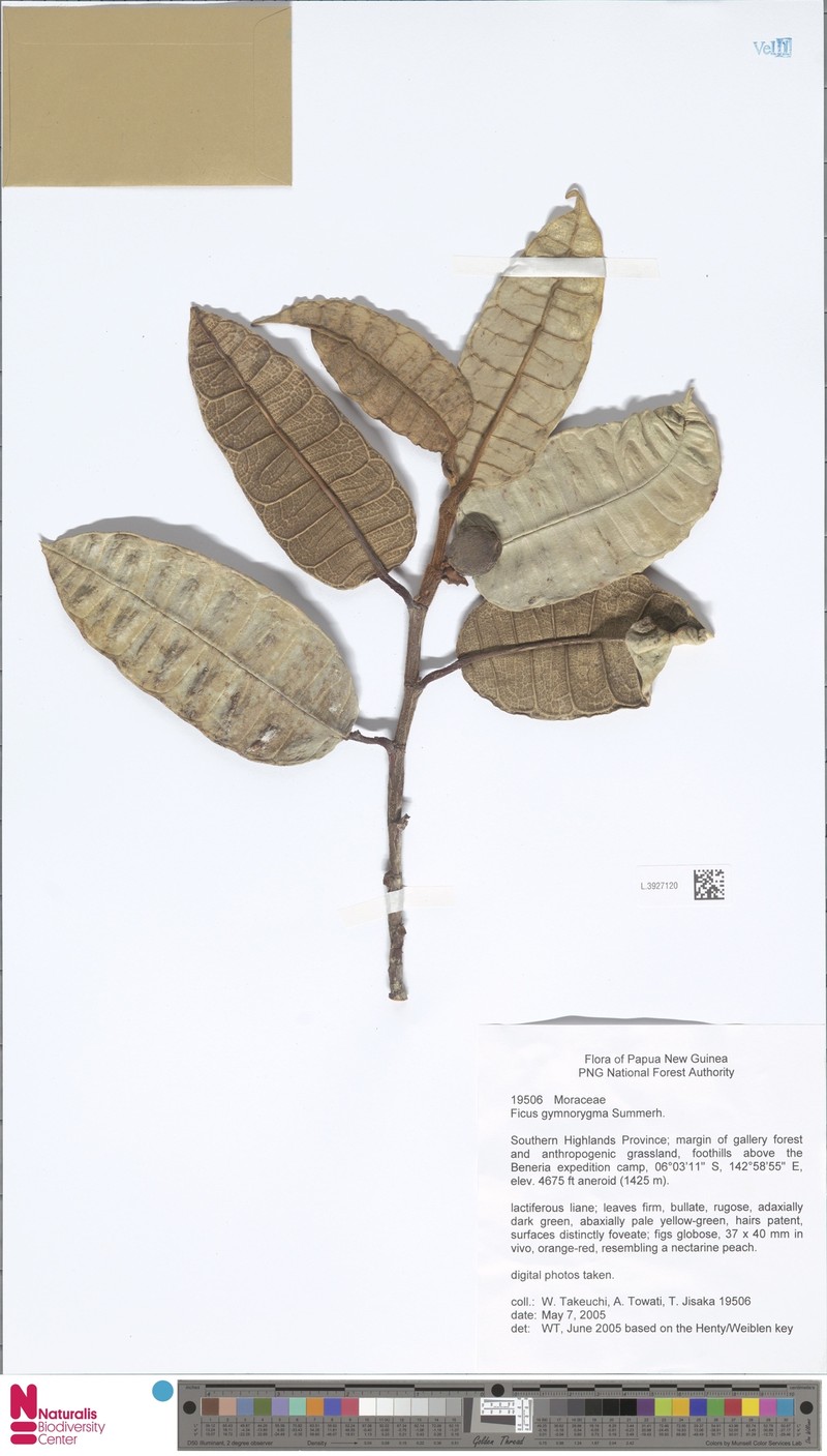 Ficus gymnorygma photo 7