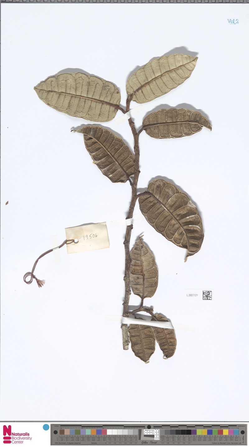 Ficus gymnorygma photo 8