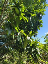 Ficus habrophylla