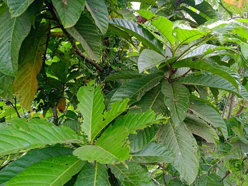 Ficus habrophylla photo 2