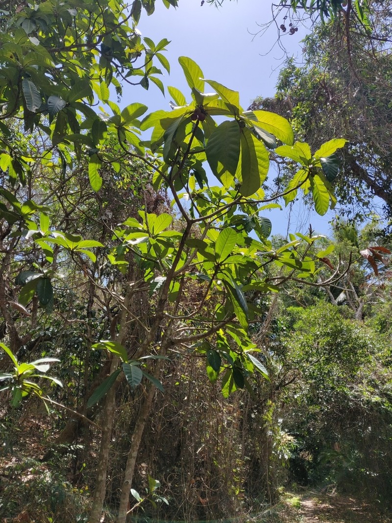 Ficus habrophylla photo 3